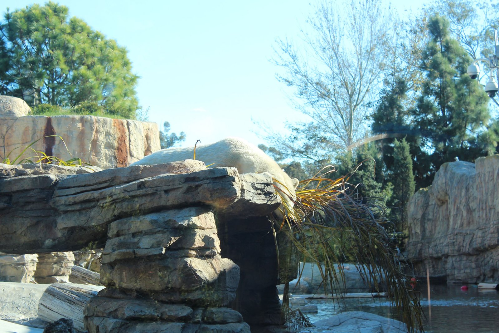 San Diego Zoo Part II 068